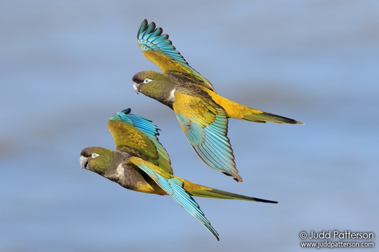 Burrowing Parakeet, Buenos Aires, Argentina